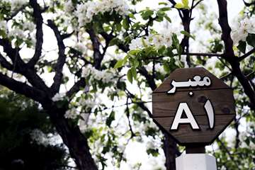 بهار در قاب دانشگاه علوم بهزیستی و توانبخشی